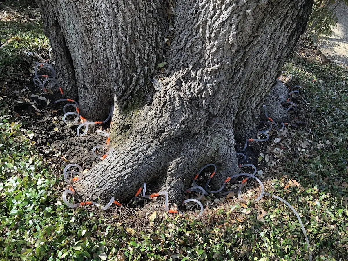 Detailed Tree Cabling and Bracing job site in Lilesville