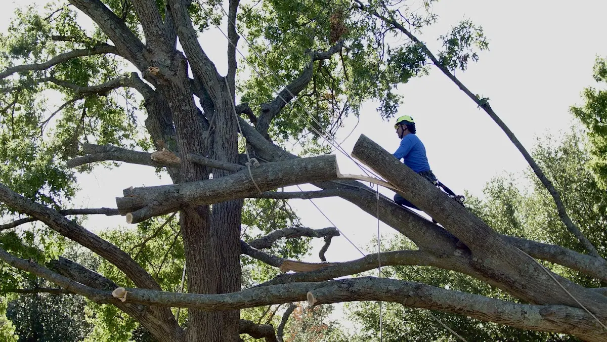 Professional Crown Thinning performed by certified arborists in Lilesville