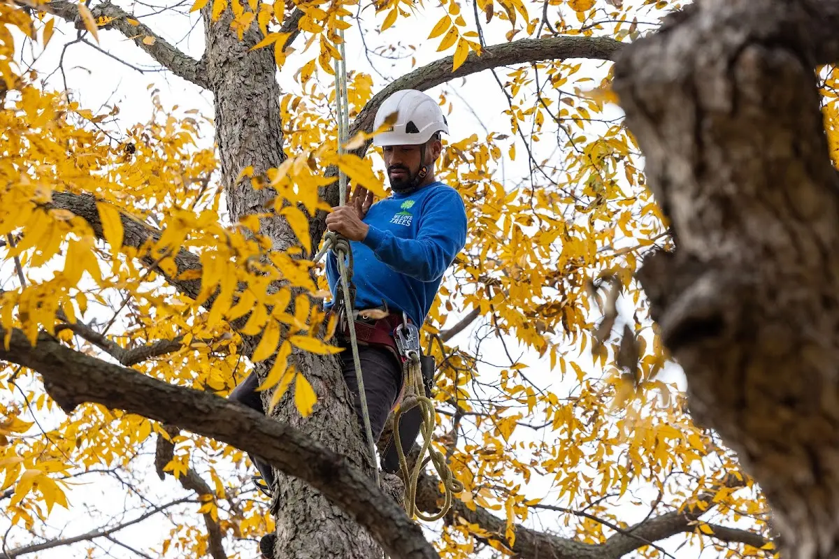 Skilled Tree Planting crew working in Lilesville