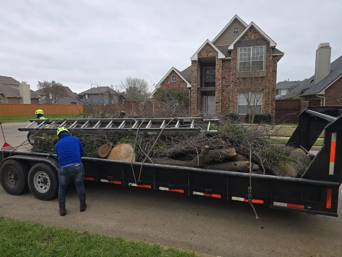 Expert Deadwooding with proper safety equipment in Lilesville